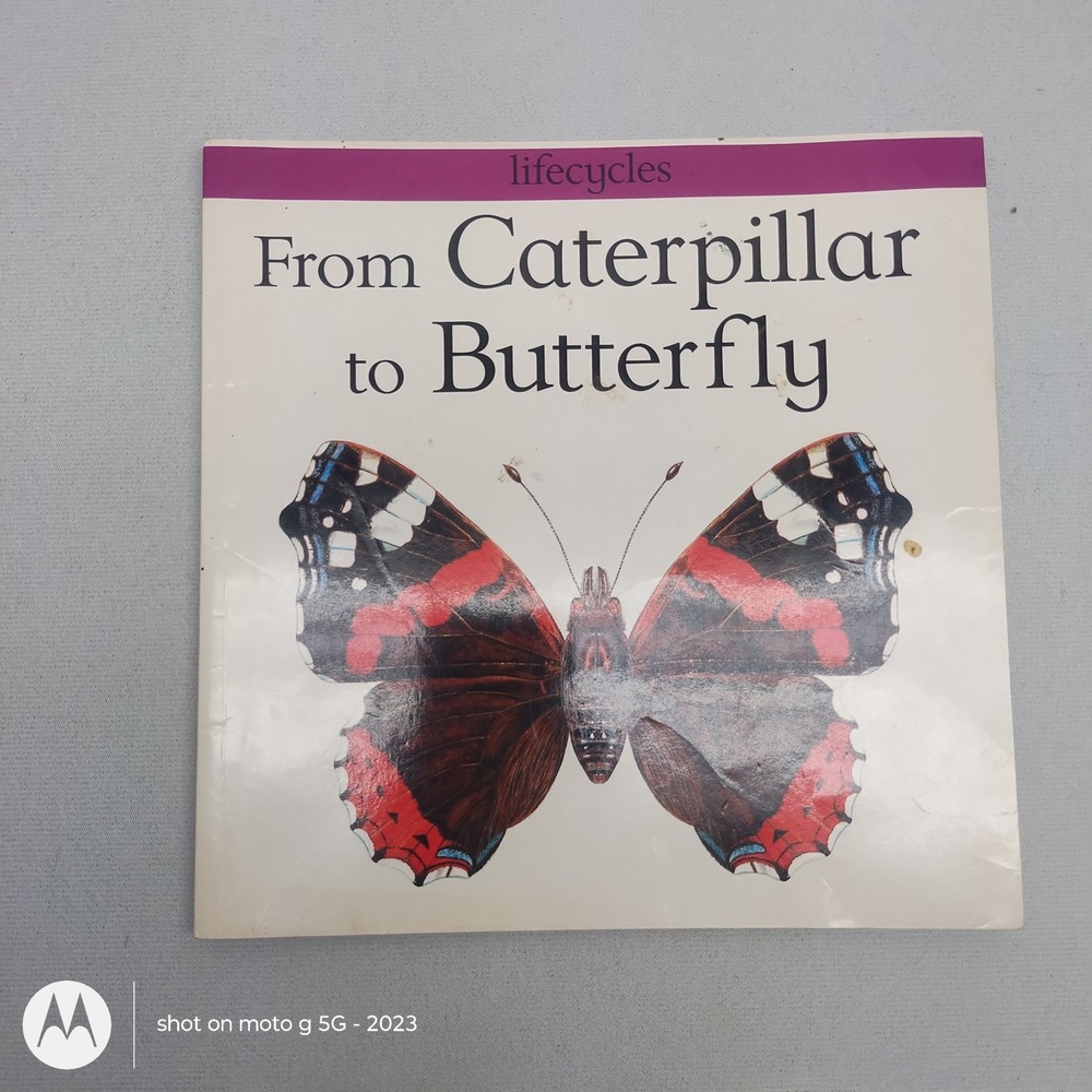 From Caterpillar to Butterfly Lifecycles Franklin Watts Childrens Science Book